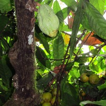 Male Cacao fruit, near oranges